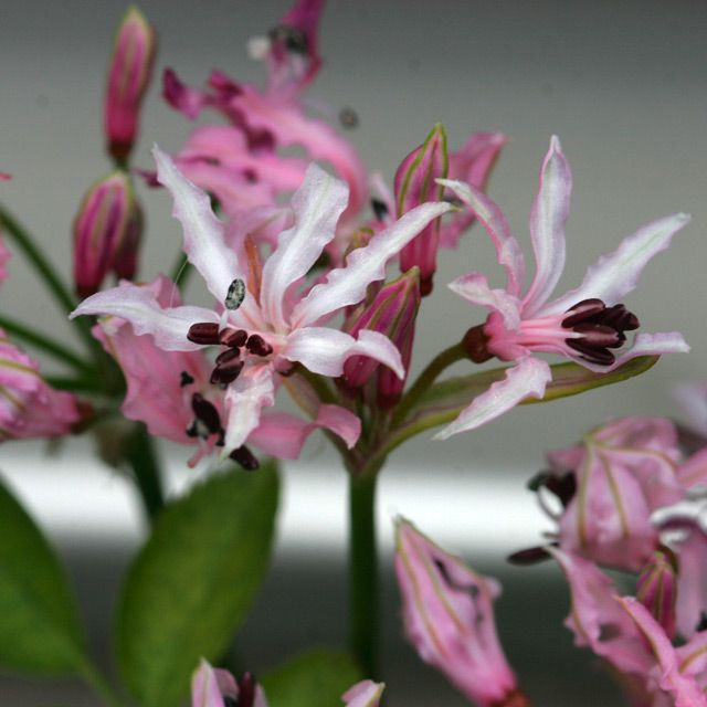 Nerine masoniorum