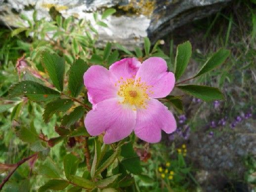 原種バラ・花のグルジア・ハイキング⑦