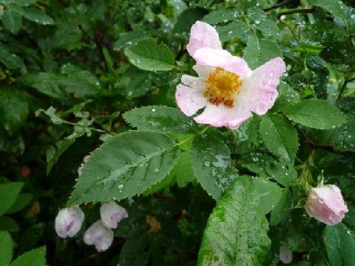 原種バラ・花のグルジア・ハイキング⑦