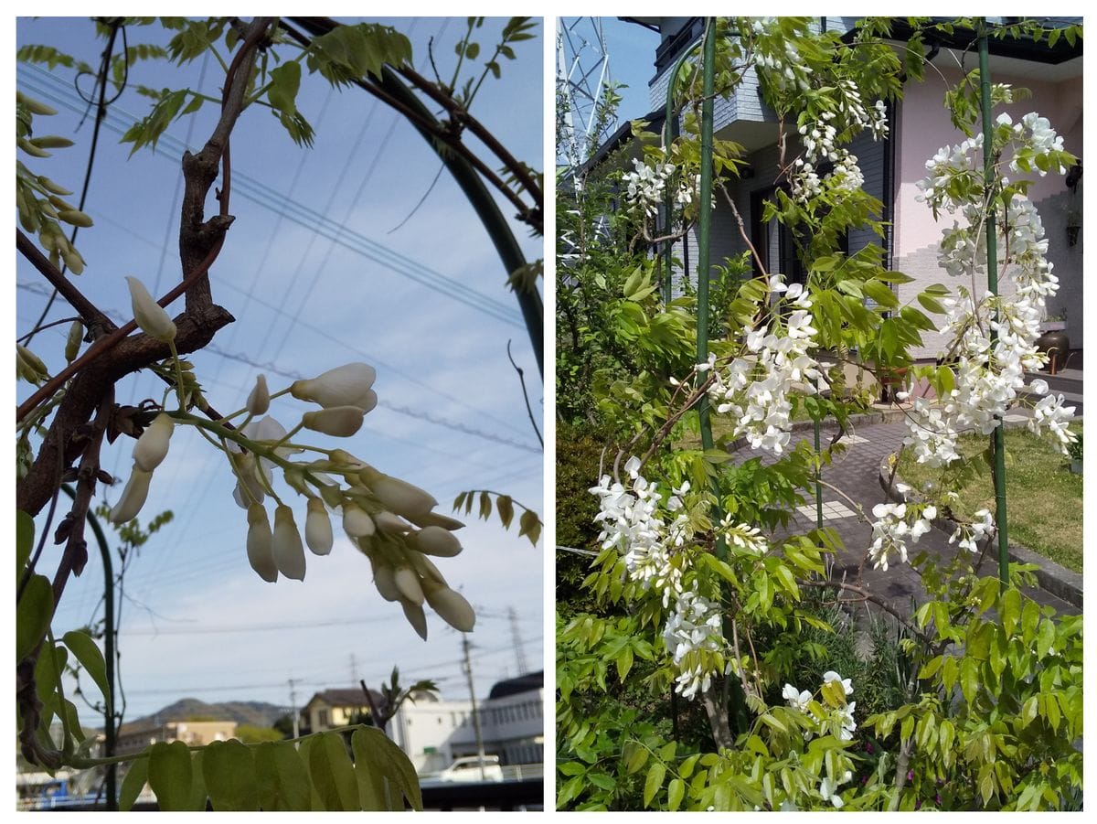 今年の我が家の植物たちは…良い？悪い？