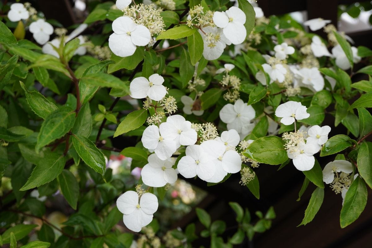 山野草三種