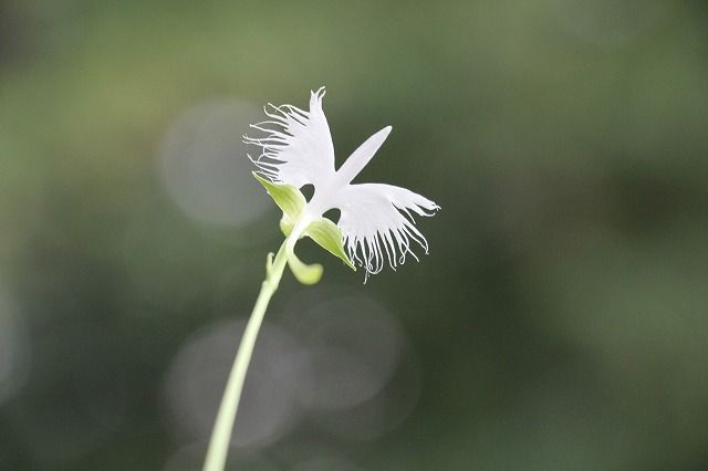 今年も飛んだよ