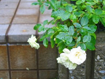 やっと雨がやみました