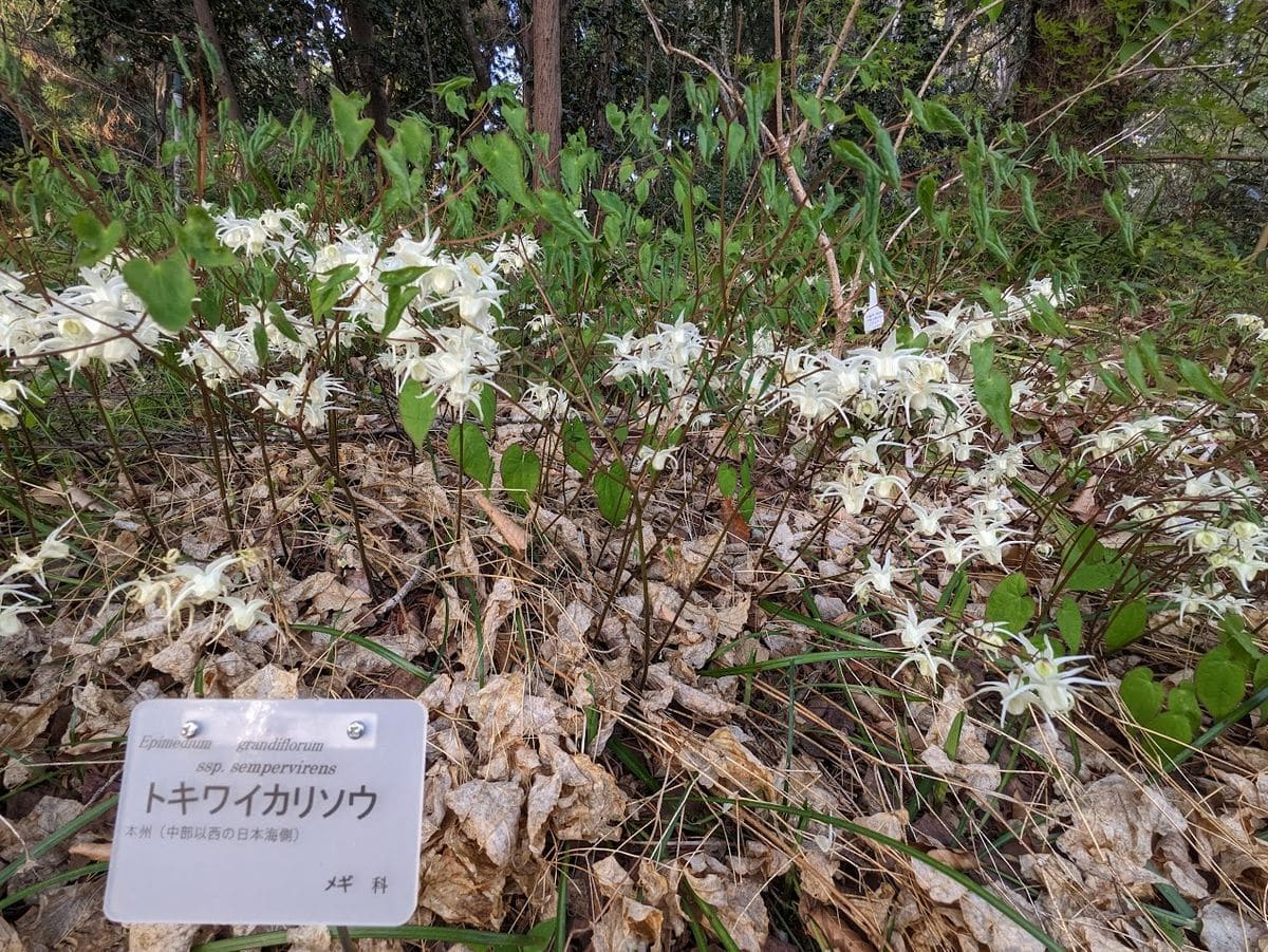 ボツ救済日記・植物園に行って来ました１６７（春のお花見編）