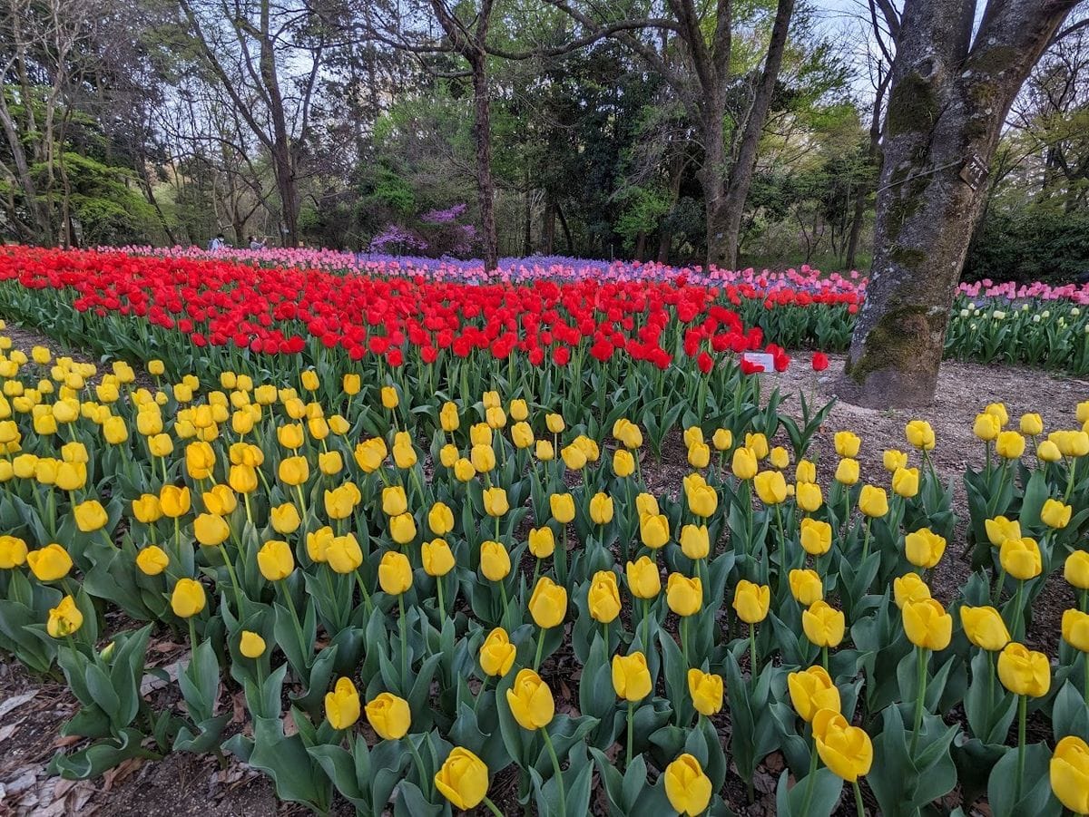 ボツ救済日記・植物園に行って来ました１６７（春のお花見編）