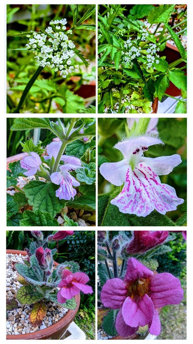 🌸庭で咲いたお花たち🌿　２