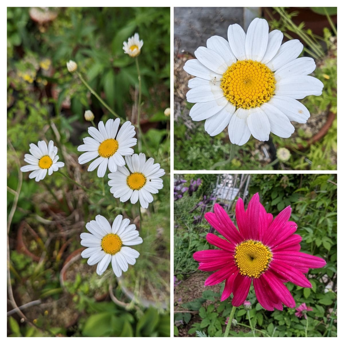 🌸庭で咲いたお花たち🌿　２