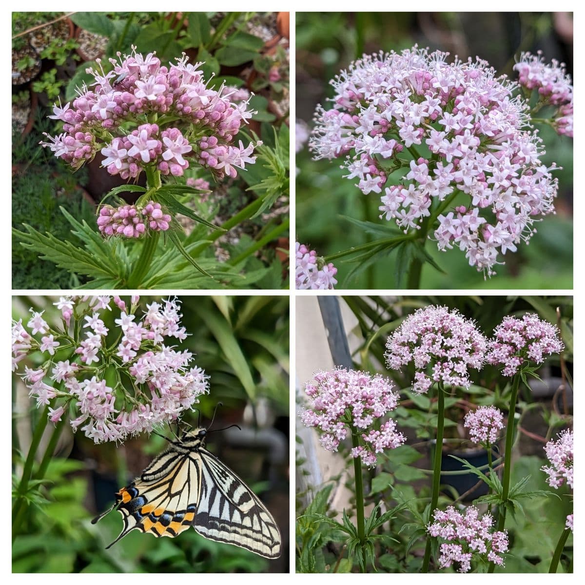 🌸庭で咲いたお花たち🌿　２