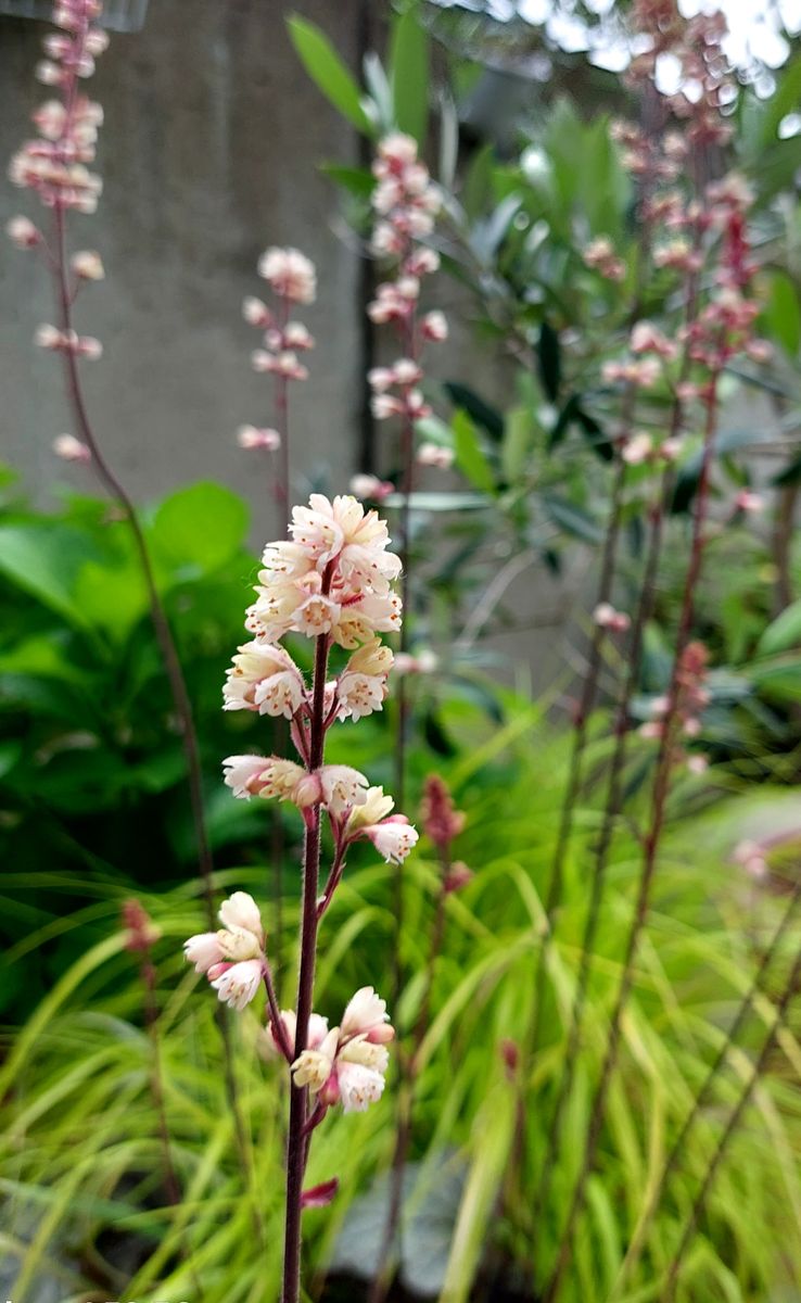 リプサリス　パラドクサ　苗　多肉植物　人気種　山野草　庭園木　グリーン