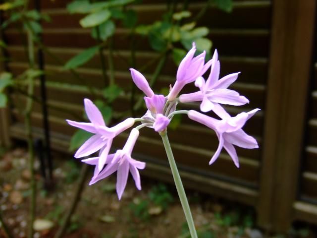 カラーリーフの花