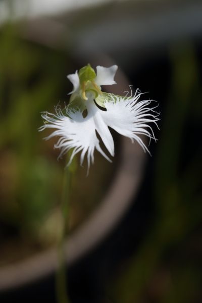 サギソウが1花開花