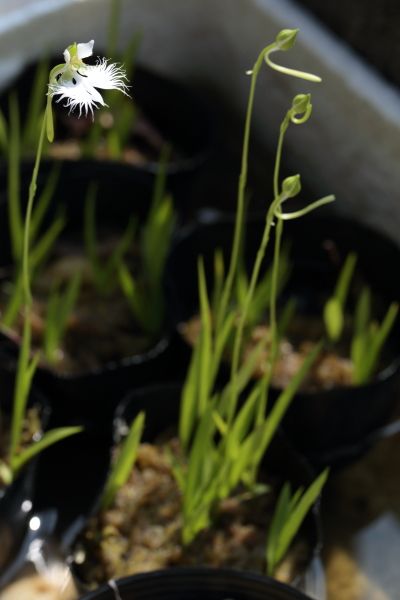 サギソウが1花開花