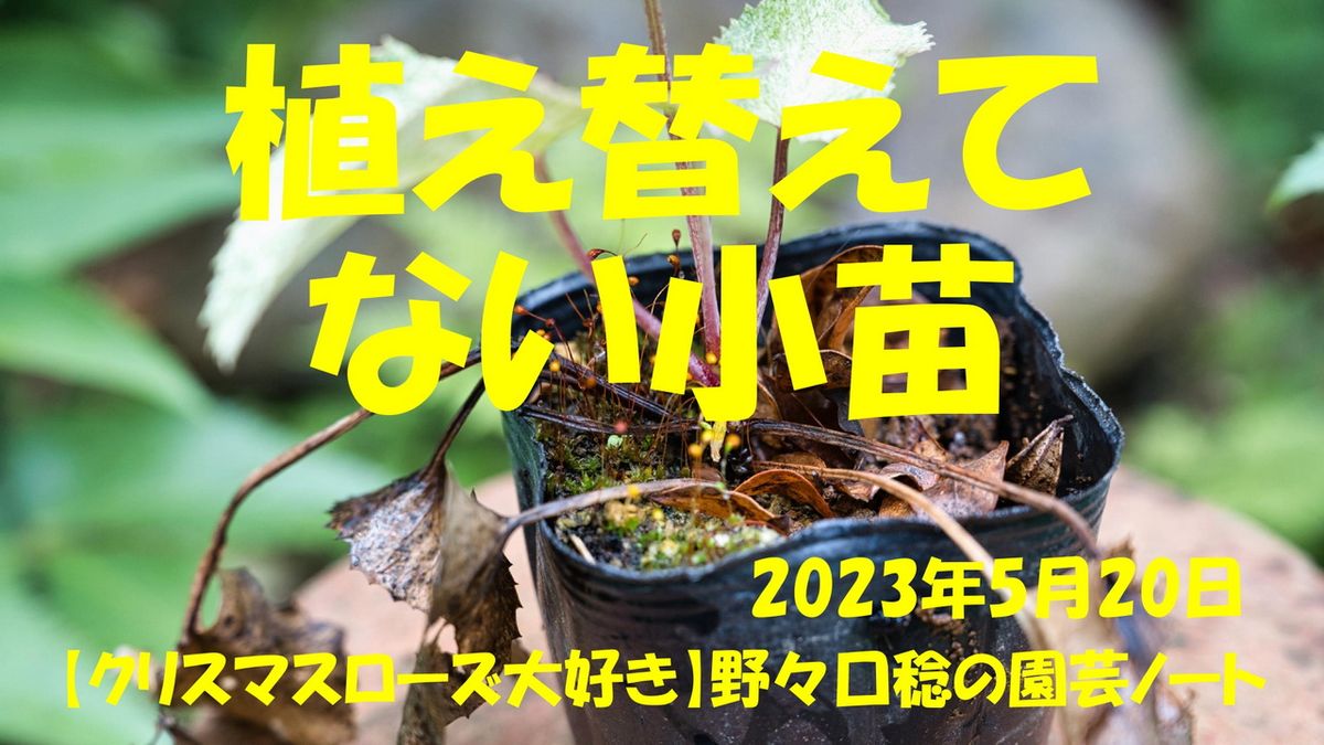 植え替えてない小苗