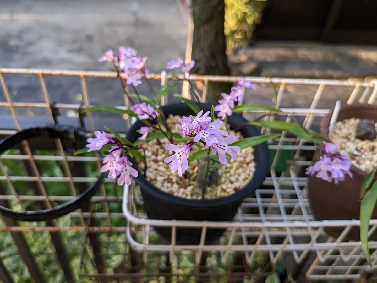 最近のうちのお花たち（石斛・イワチドリ編）