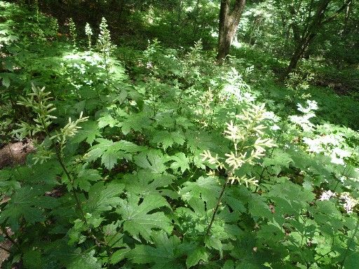 山頂の縁日に行って来ました。