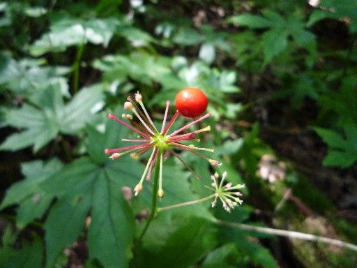 続・山頂の縁日に行って来ました。