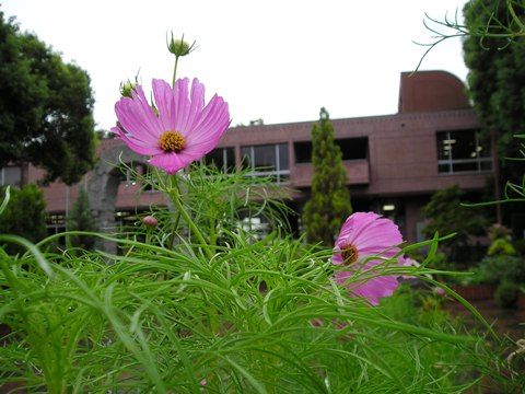 コスモスの開花状況（９月１６日現在）