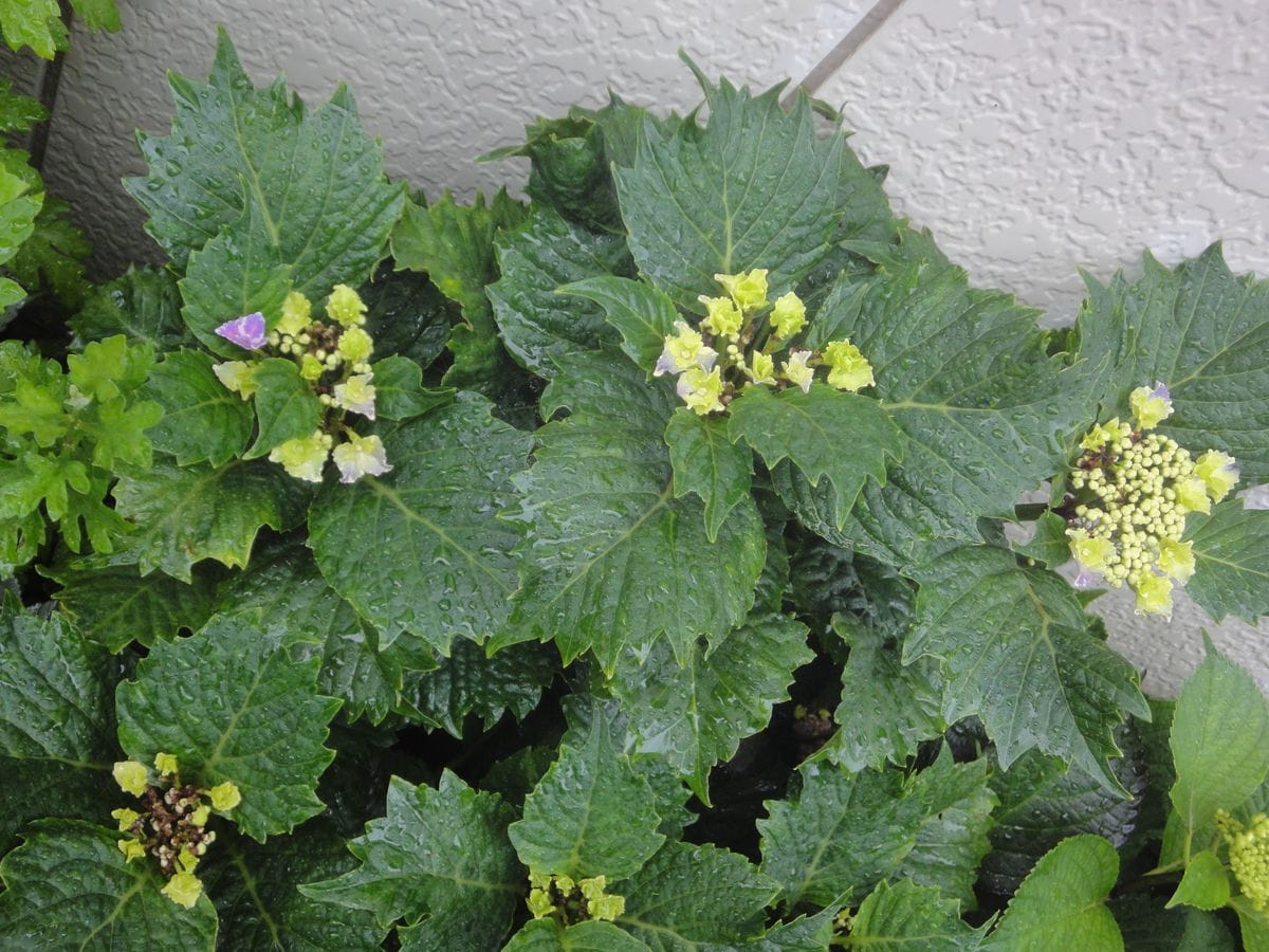 ✨新入りの紫陽花②✨