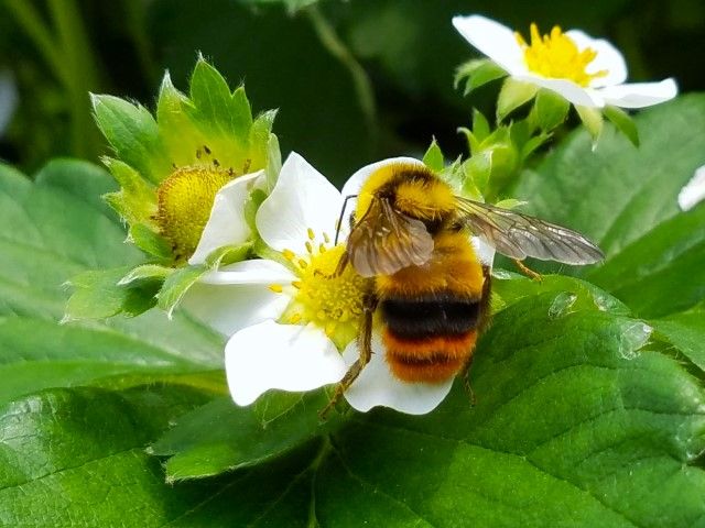 イチゴの花とマルハナバチ