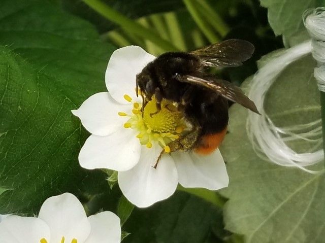 イチゴの花とマルハナバチ