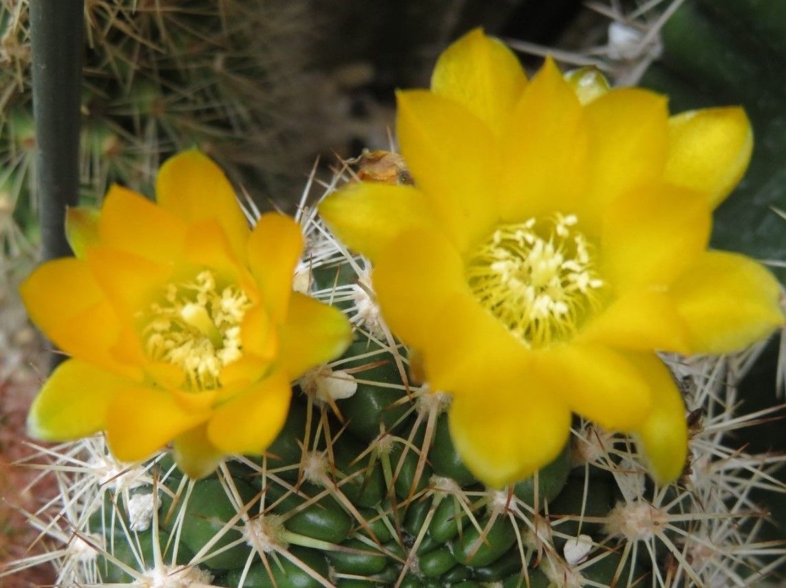 🌵今日のサボテンの花🌵その12