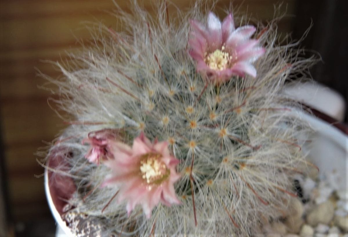 🌵今日のサボテンの花🌵その12