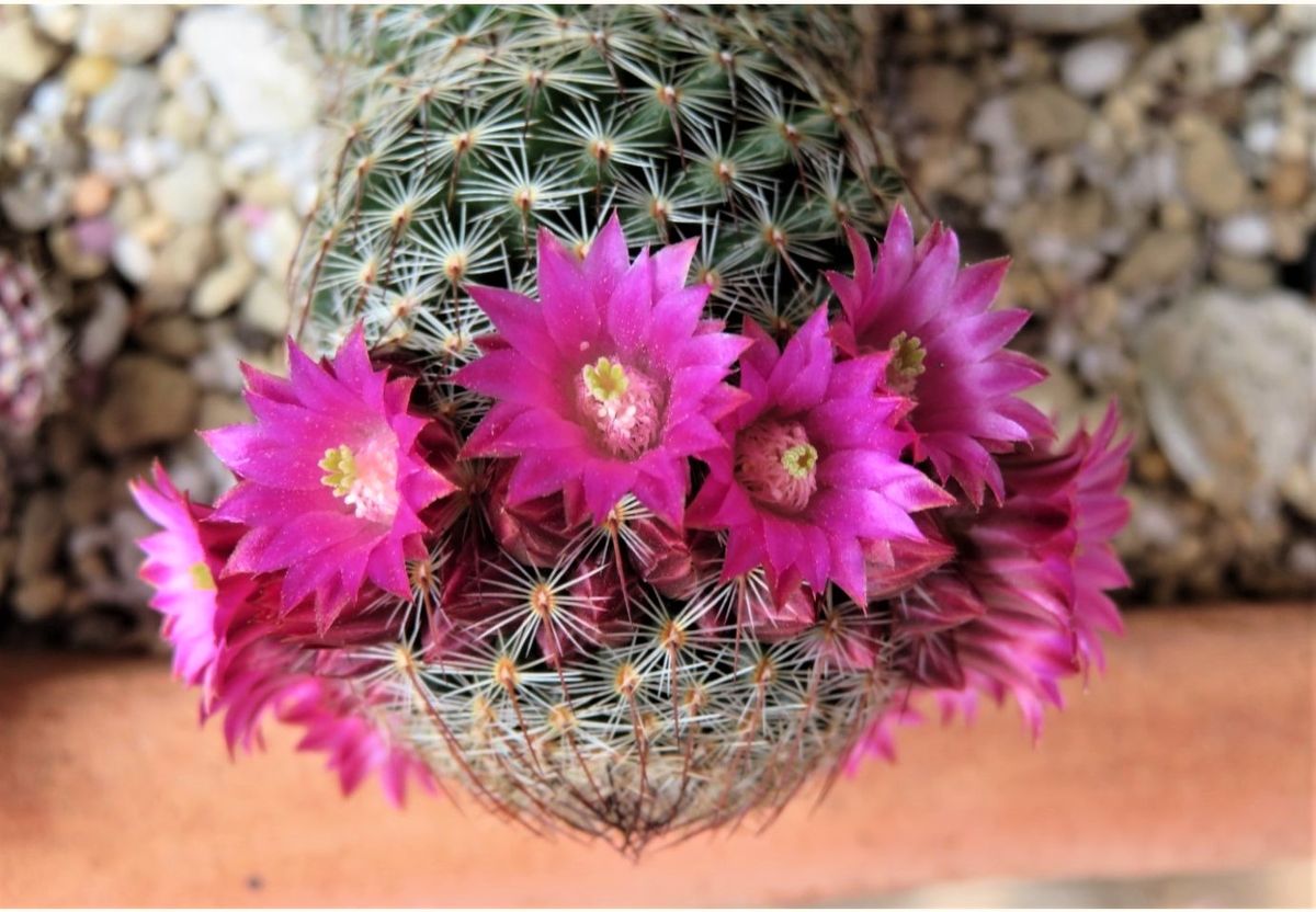 🌵今日のサボテンの花🌵その12