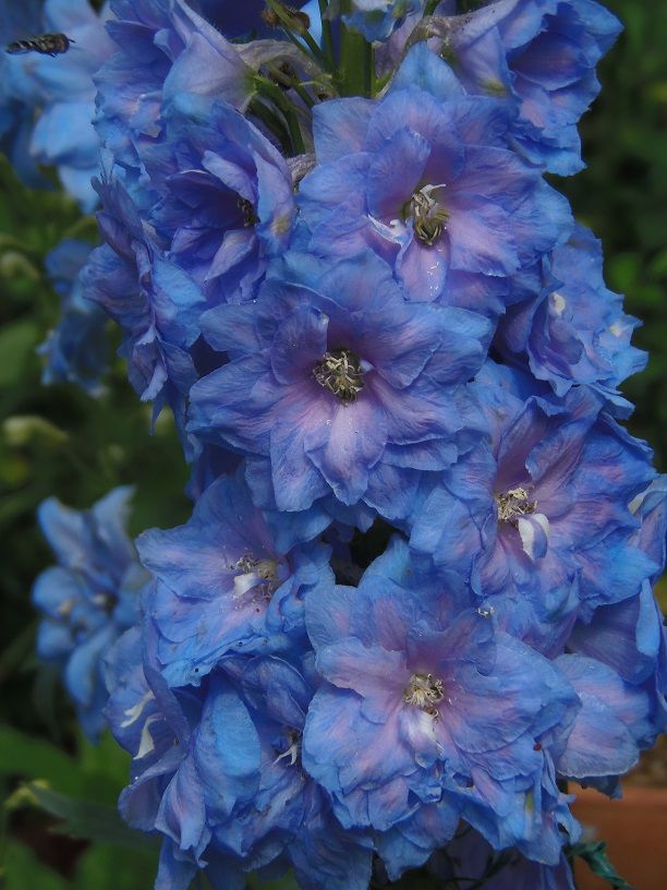 デルフィニウムの日記一覧|花かごさんの園芸日記-みんなの趣味の園芸