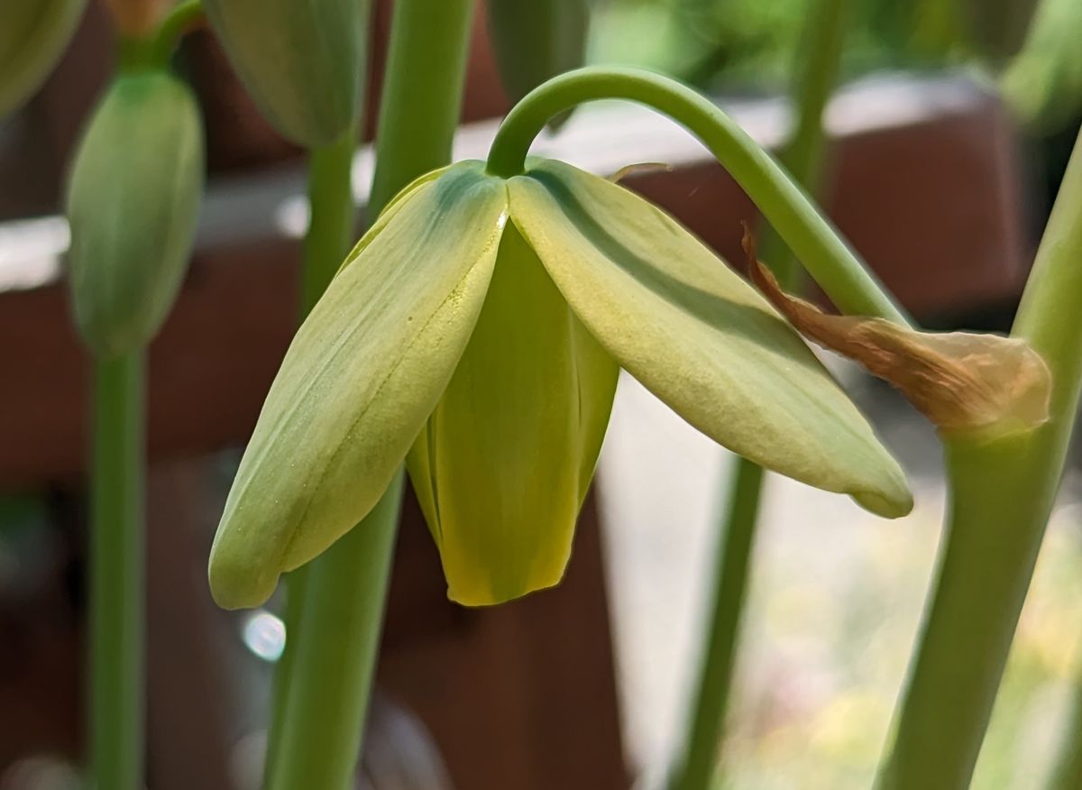 アルブカの花