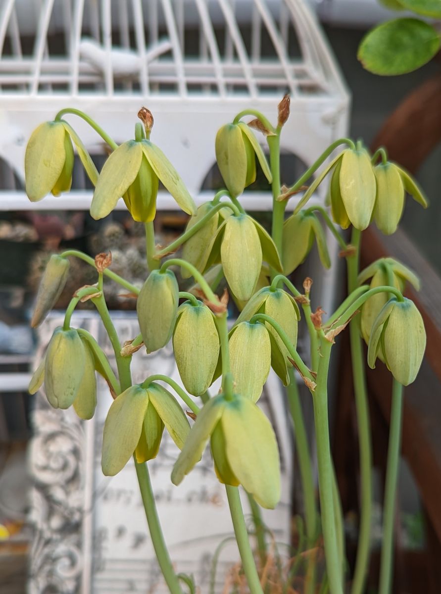 アルブカの花