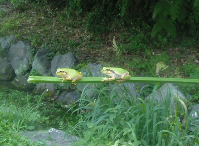 墓参りと犬の散歩