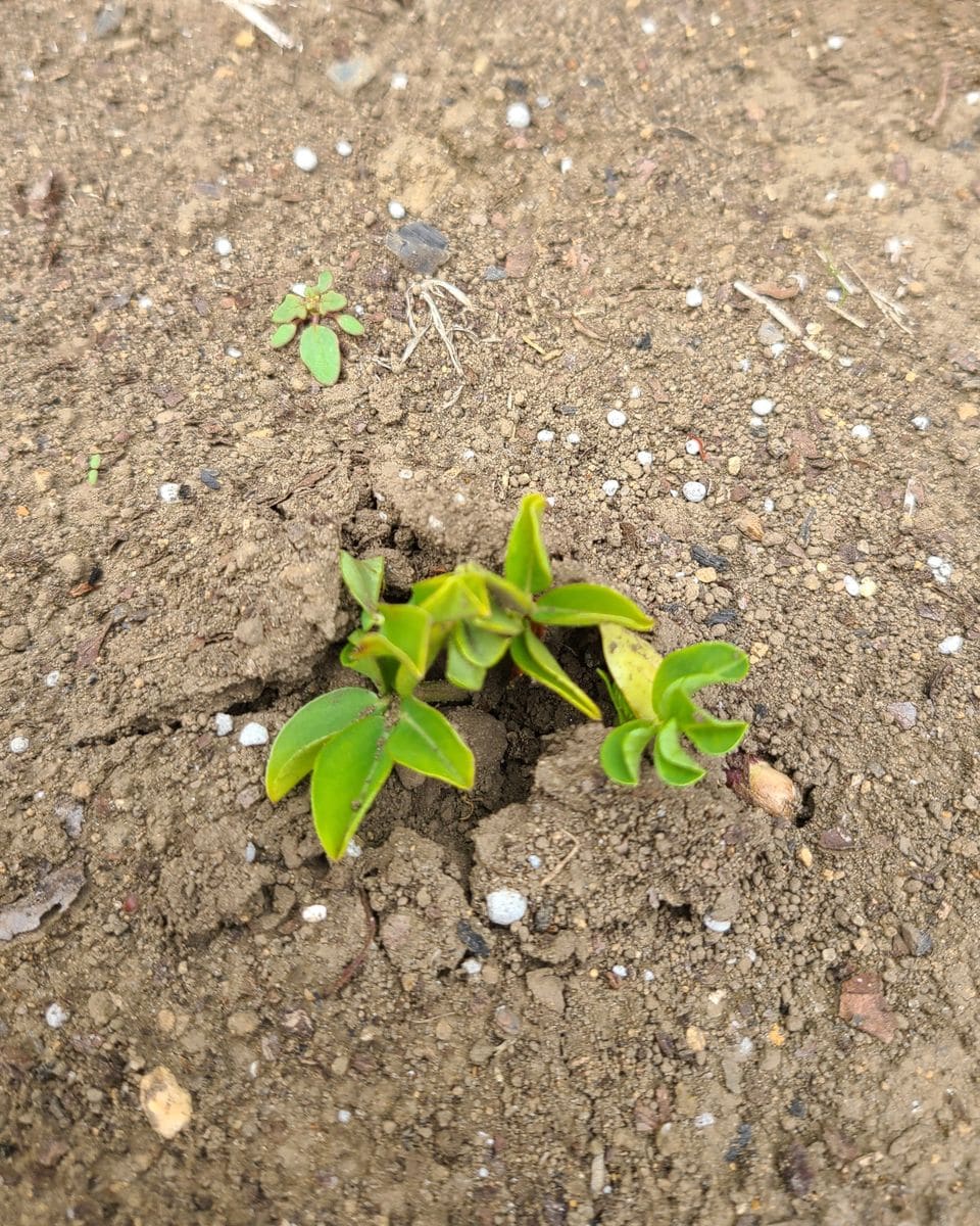 近江生姜、落花生🥜。