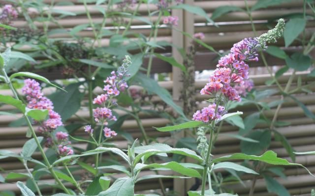 花が盛りのブッドレア