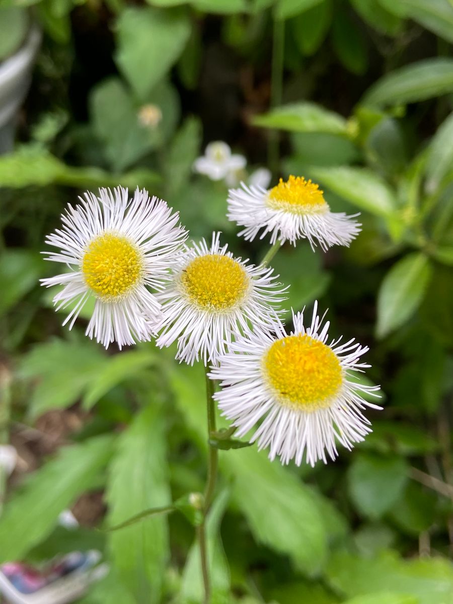 庭の花