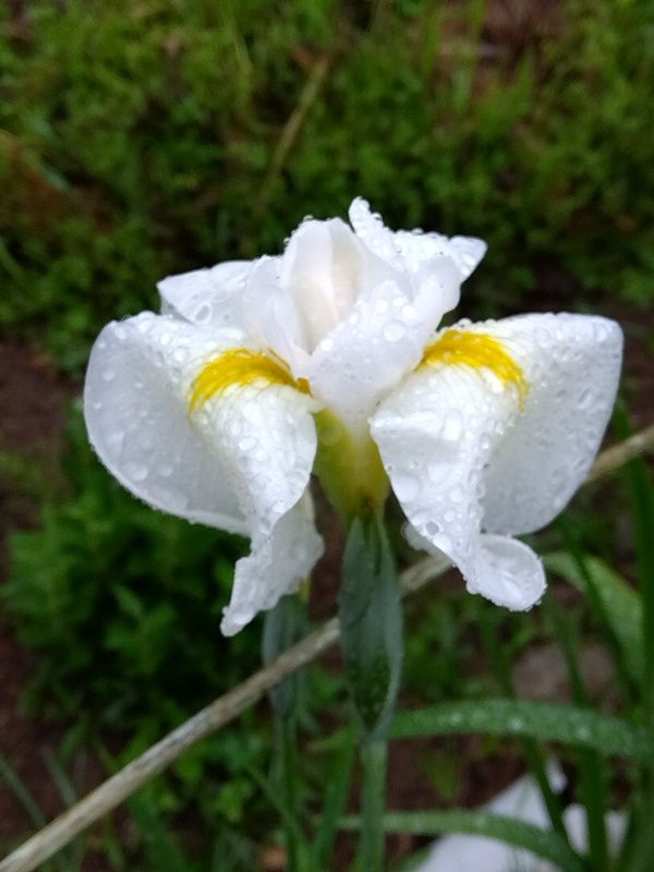 雨に咲く花