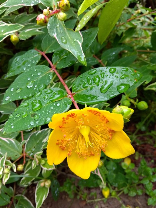 雨に咲く花