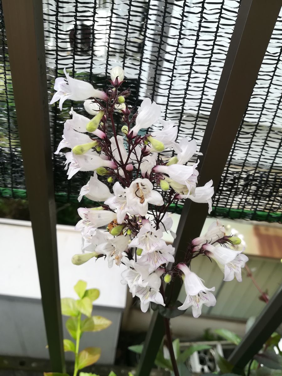 白い花ばな