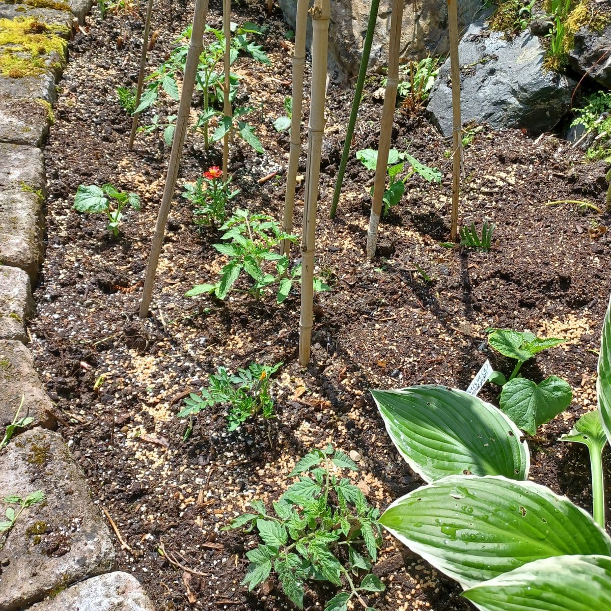 裏庭のあれこれと、園芸作業頑張りました～😃🎶