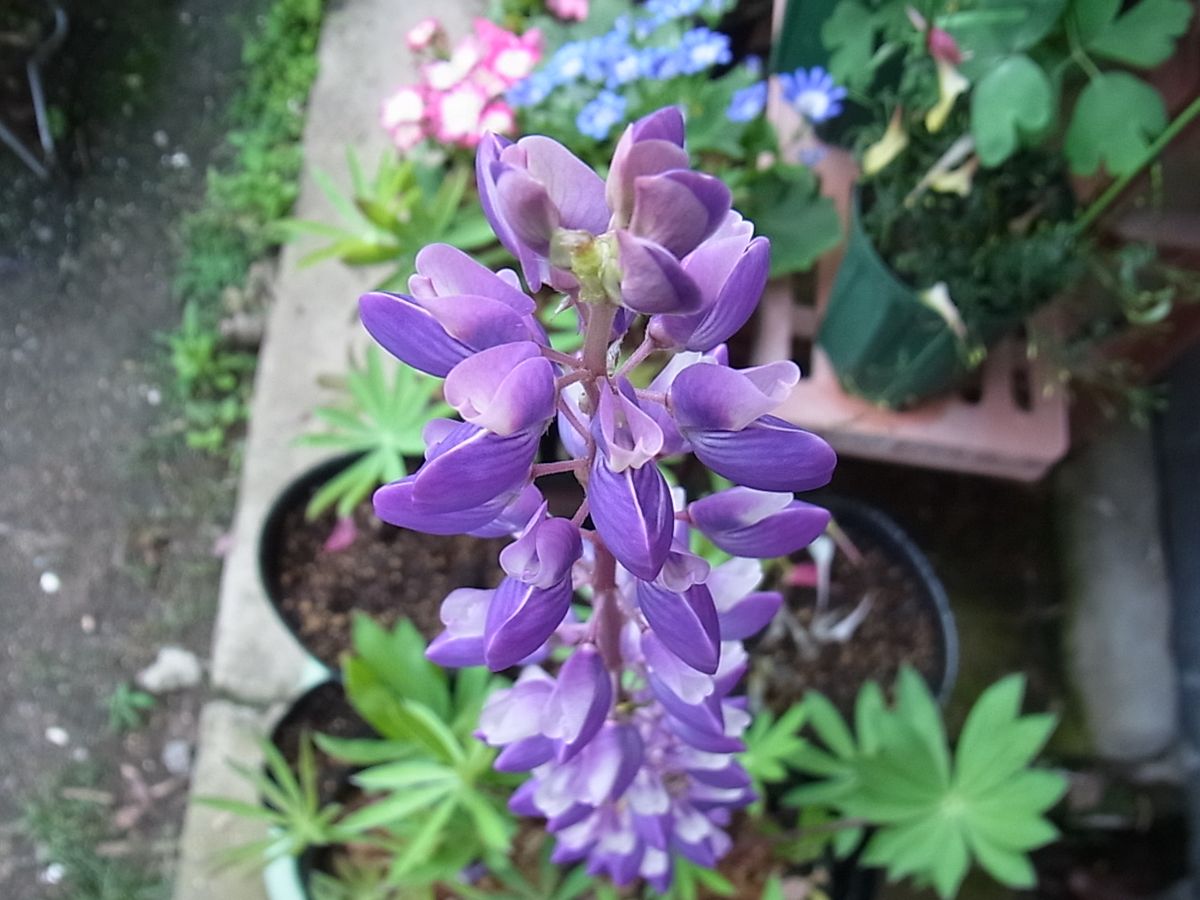 ルピナスの花とスプレケリアとアッツザクラの蕾