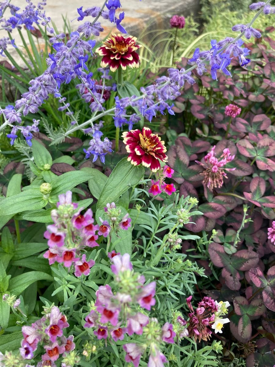 種まきジニアの花が咲きました