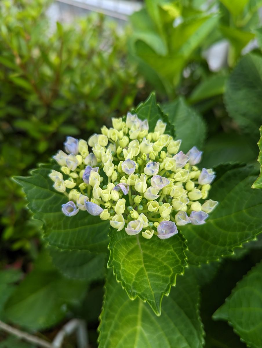 〜紫陽花たち〜