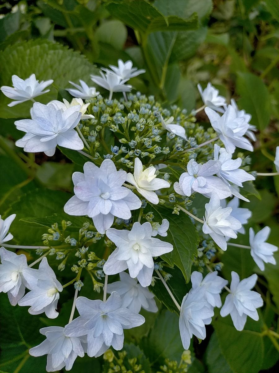 日陰の花