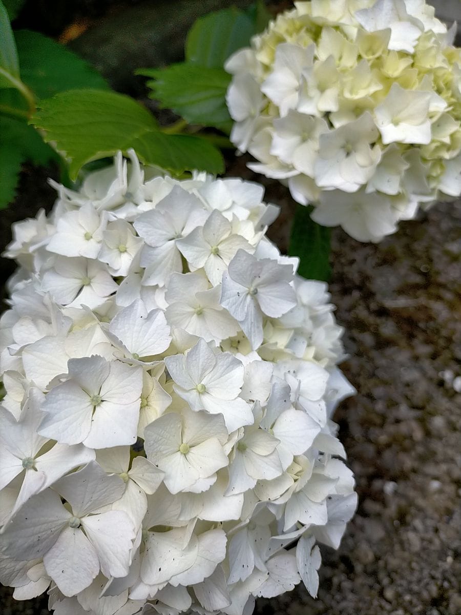 日陰の花