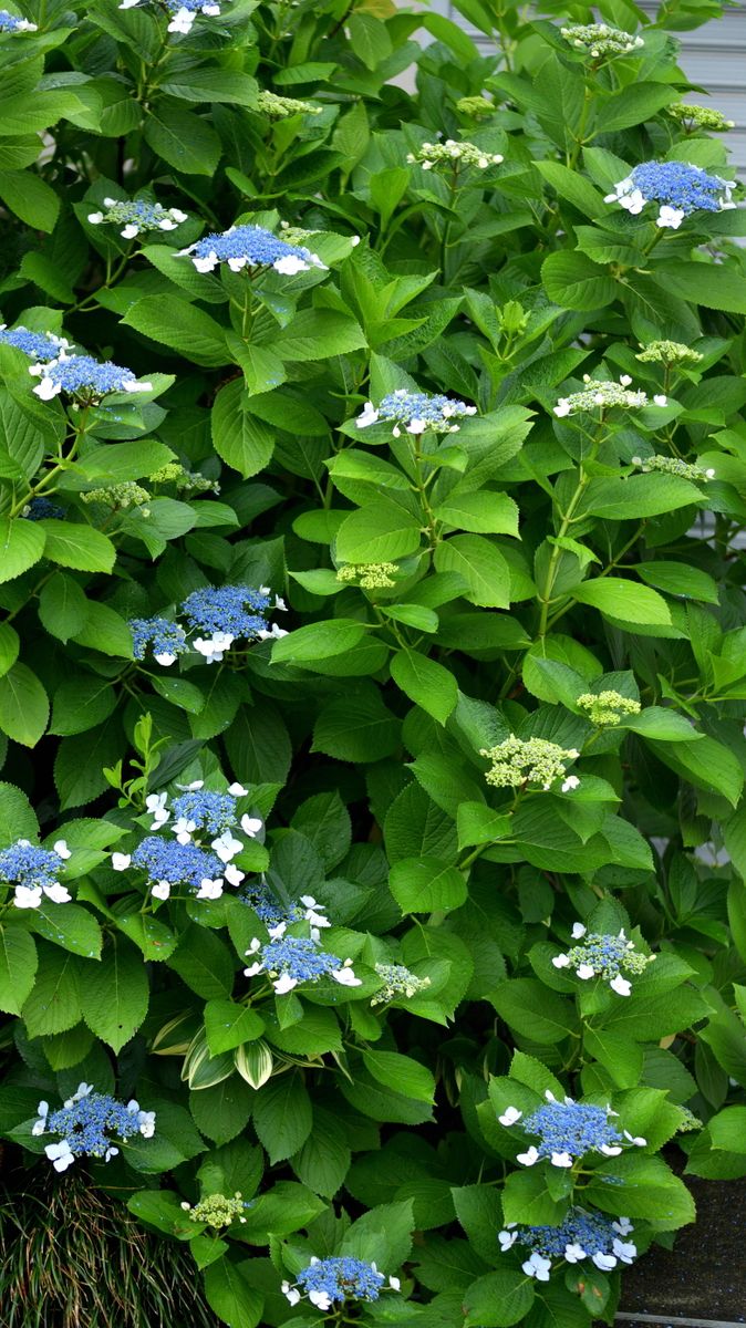 紫陽花の季節２