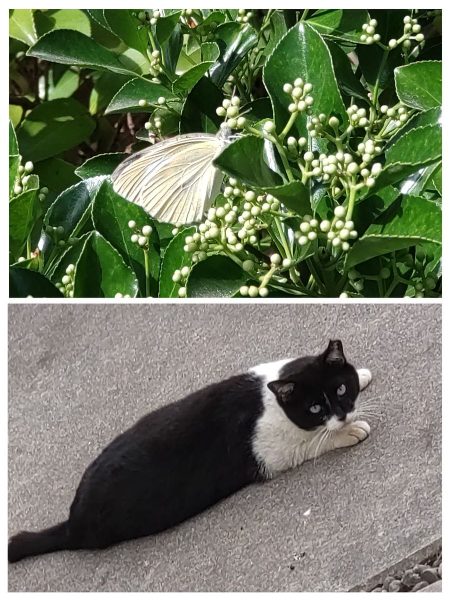 楽しい植え付け