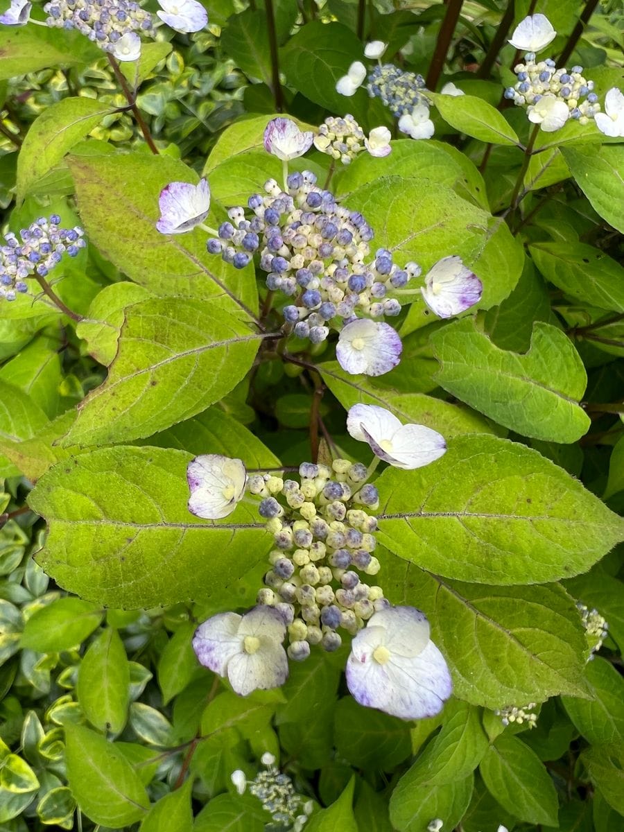 紫陽花