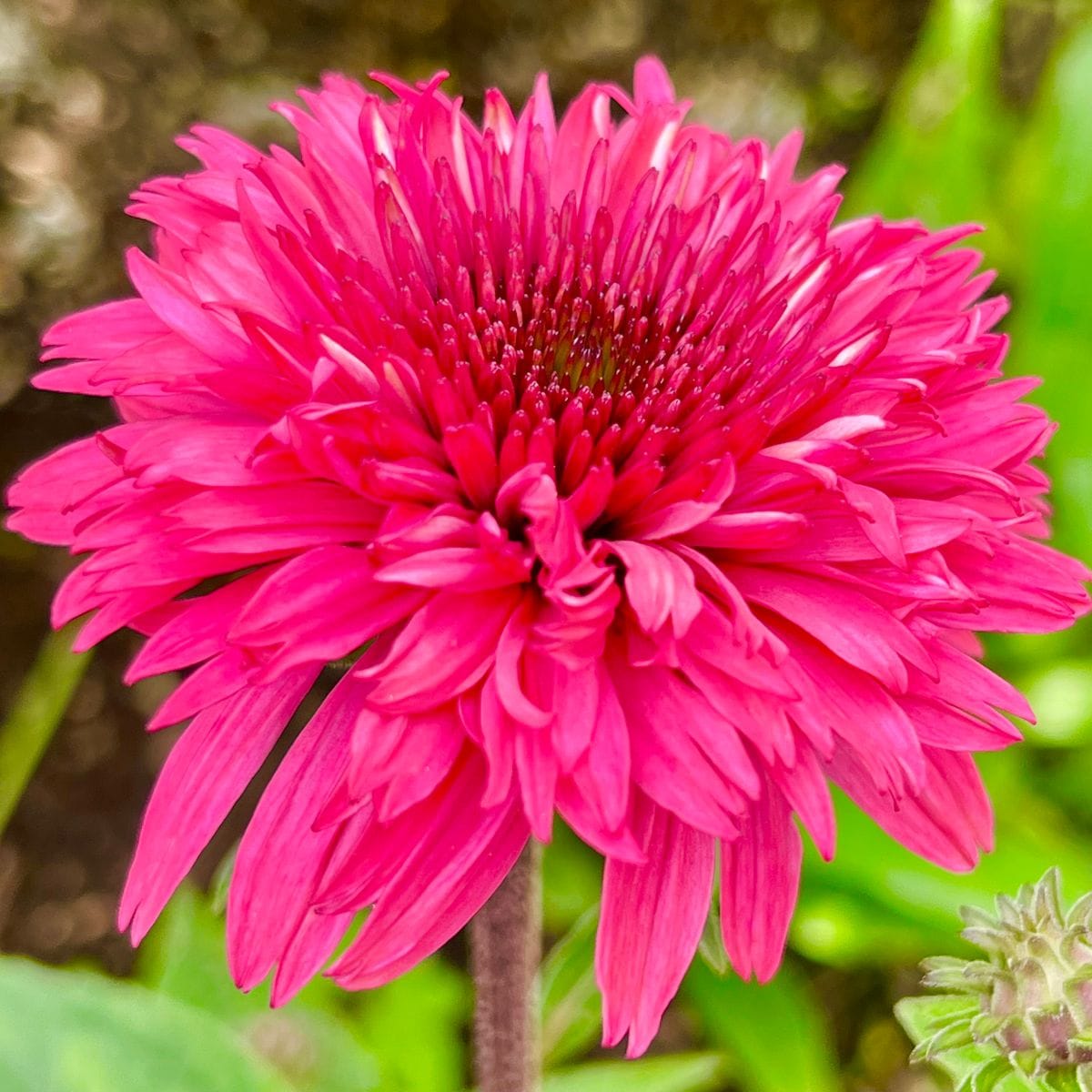 ラズベリートラッフルの筒状花🎵