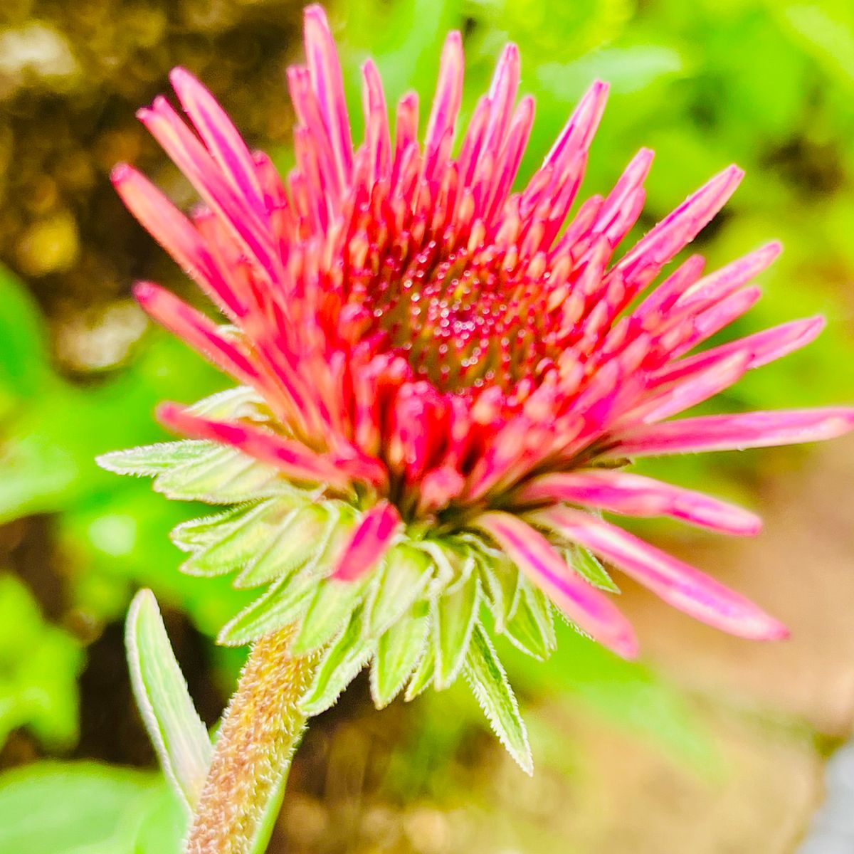 ラズベリートラッフルの筒状花🎵