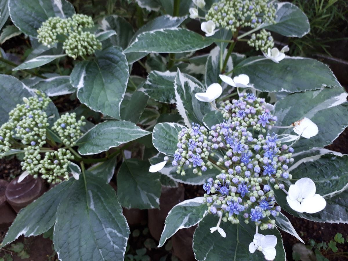 我が家に仲間入り　~新しくお迎えした花~