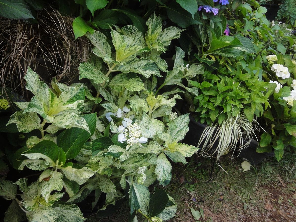 アジサイの鉢植えを並べる